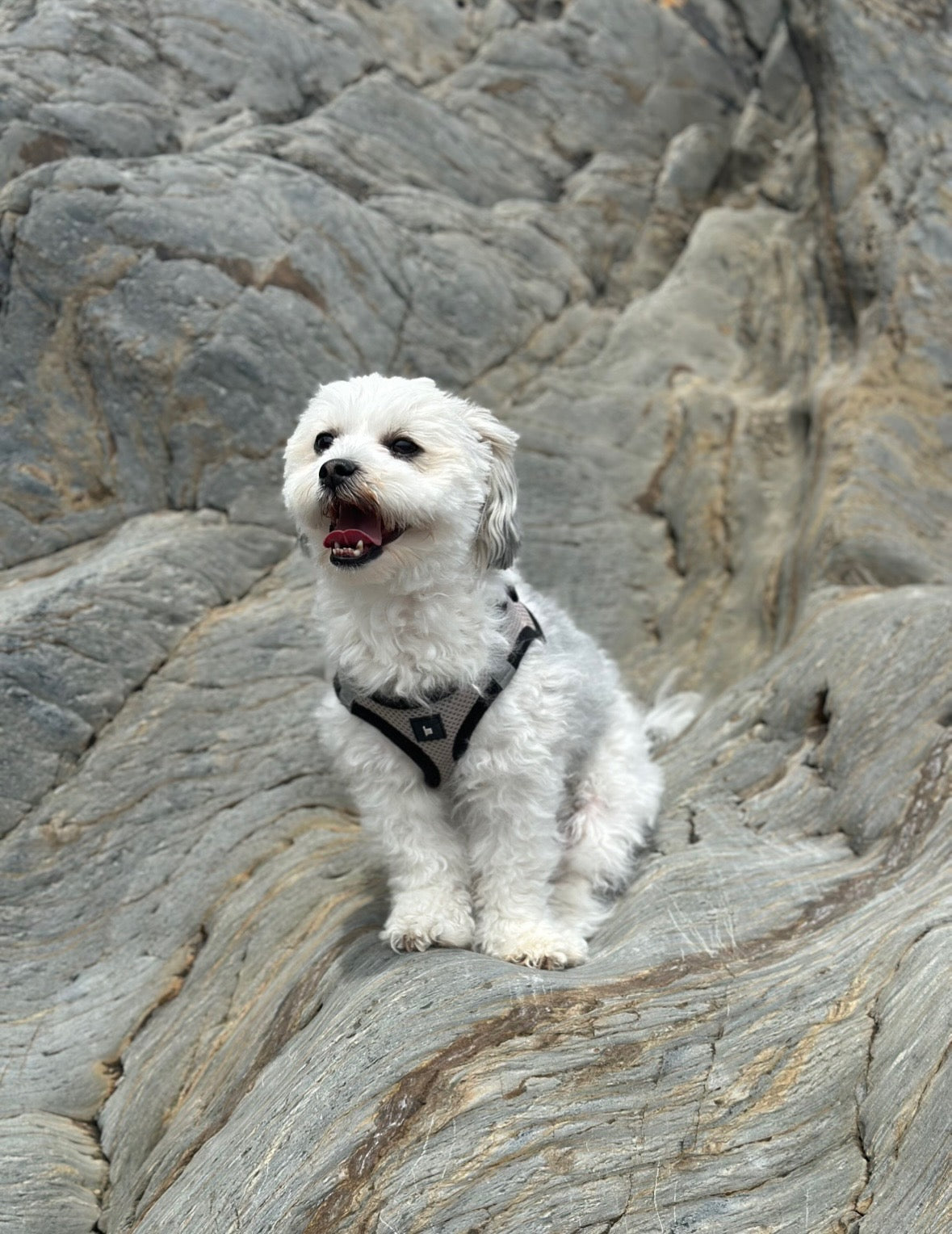 Pet photo to custom portrait transformation - before and after pet art example